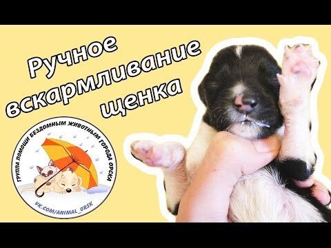 Как выкормить новорожденных щенят 