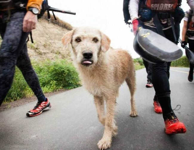 Трогательная история о том, как бездомная собака победила в гонке Adve