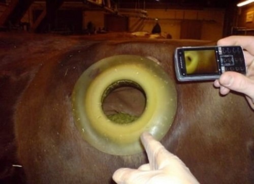 Дырявые коровы.