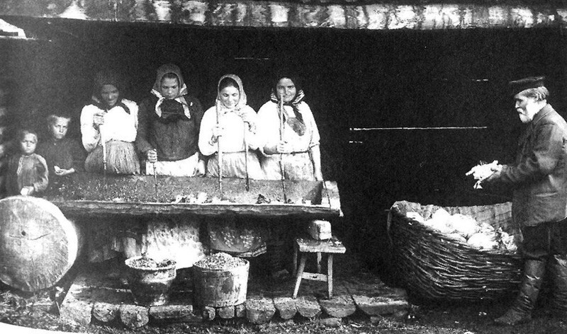Заготовка капусты на зиму. 1914г.