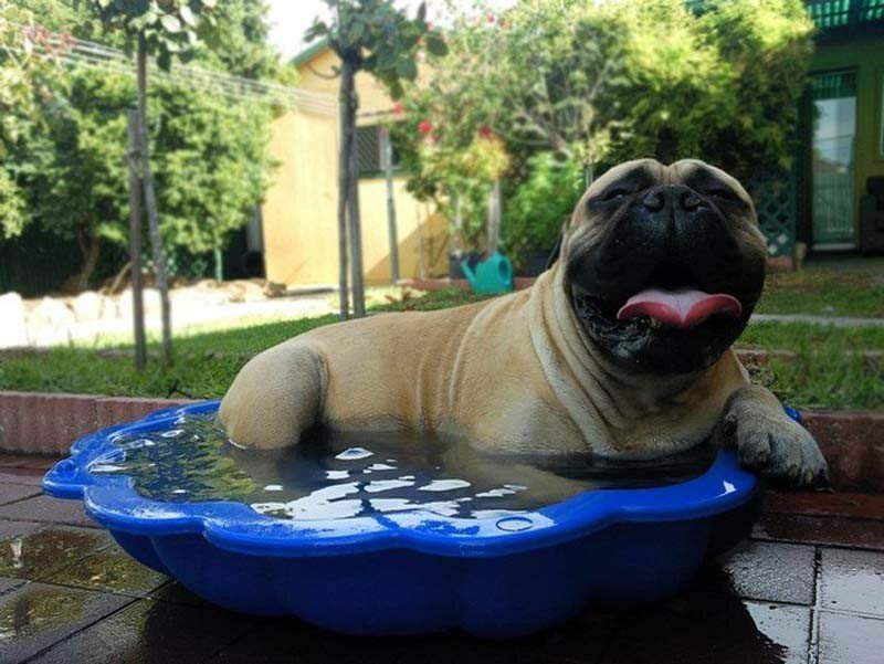 1. Этот персональный водоем стоит всех своих денег!