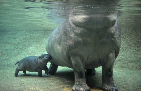 А знаете ли вы, что бегемоты рождаются под водой ?