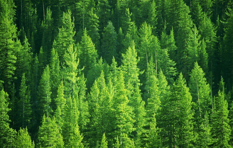 А знаете ли вы, что более 20% всех деревьев мира -- сибирские лиственницы ?