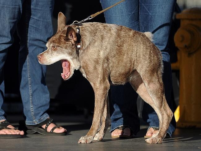Пес Квазимодо - самая уродливая собака в мире