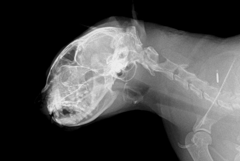 Тест: кошка или человек на рентгеновских снимках?