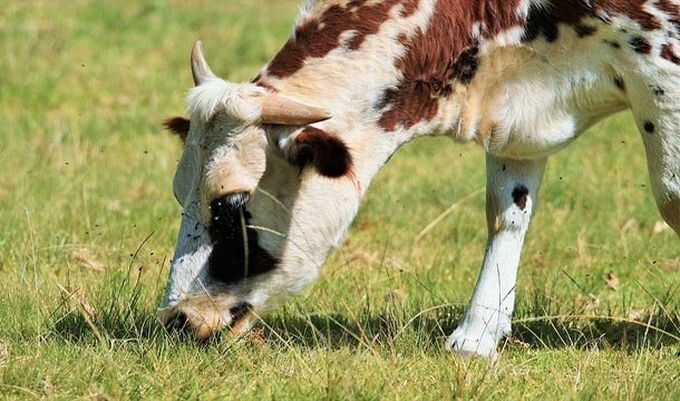 5. Синдром коровьего бешенства