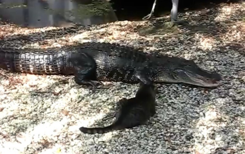 Опасная встреча кота с крокодилом!