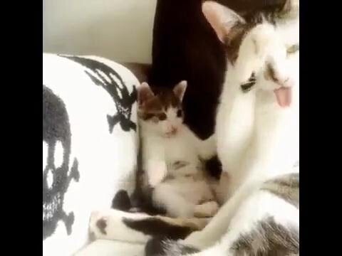 Котенок учится у мамы как надо умываться 