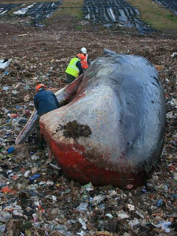 Как избавляются от мёртвых китов 