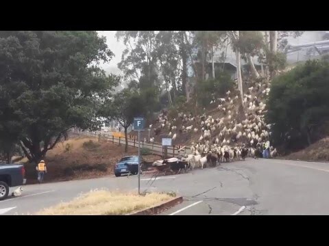 Огромное стадо коз переходит дорогу 