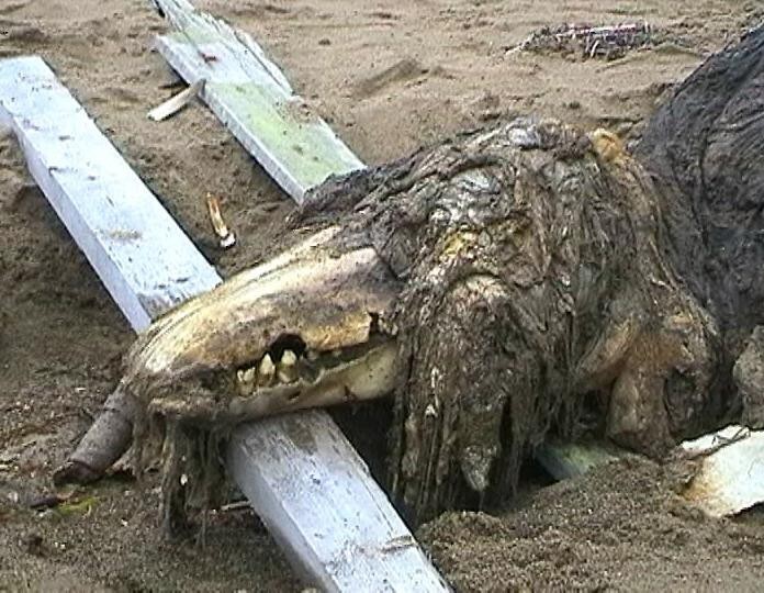 Останки неизвестного животного у берегов Сахалина