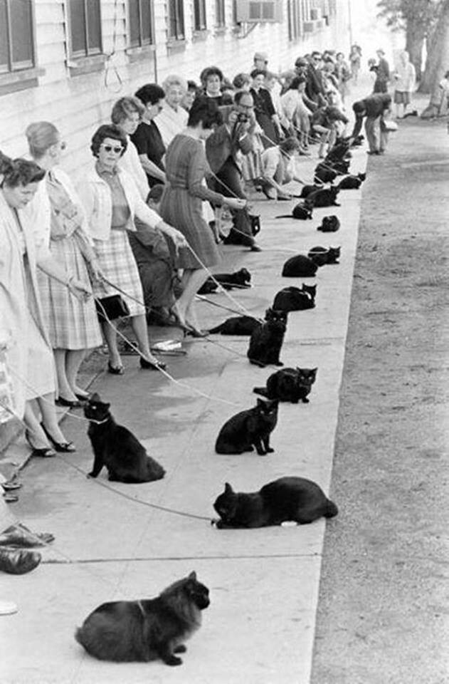 17. Предки вашего черного кота, возможно, были на этих кинопробах в Голливуде в 60-х годах. 
