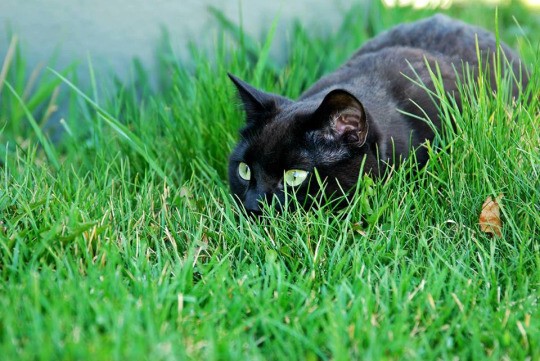 28 причин любить черных котов 