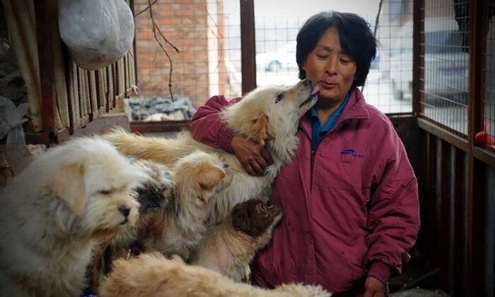 1. 65-летняя Ян Сяоюнь проехала более 2400 км и потратила более 7000 юаней ($1100), чтобы спасти от верной смерти 100 собак, которых должны были убить к фестивалю по поеданию собак.  