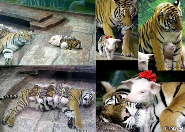 В Калифорнийском зоопарке тигрица родила тройню