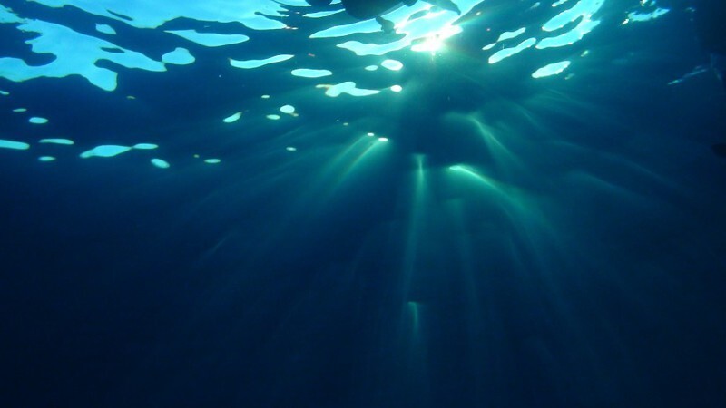 1. Подводные обитатели морских глубин