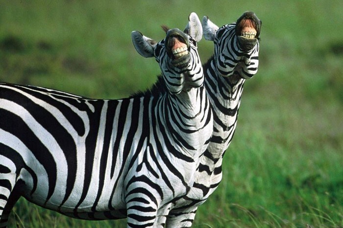 Поющая зебра
