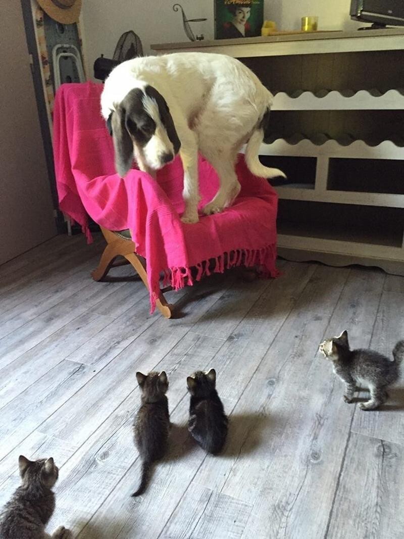 Коты, которые показали собакам, кто в доме хозяин