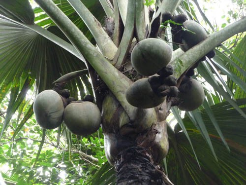 Это кокос. Просто форма у него такая