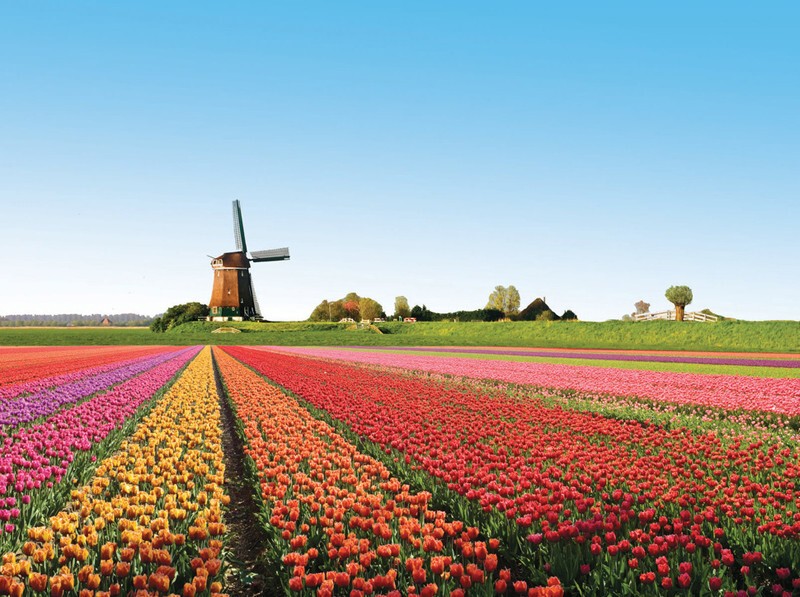 12. Тюльпановые поля в Голландии