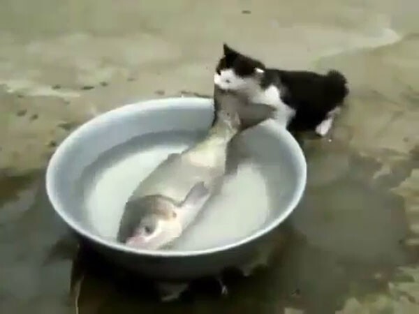 Кот тащит рыбу