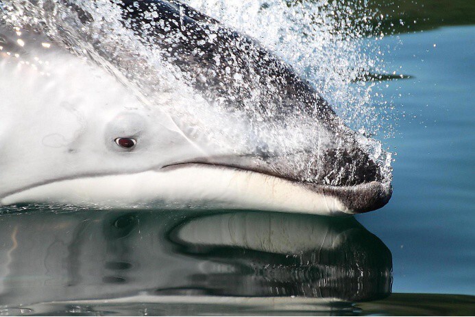 Тихоокеанский белобокий дельфин