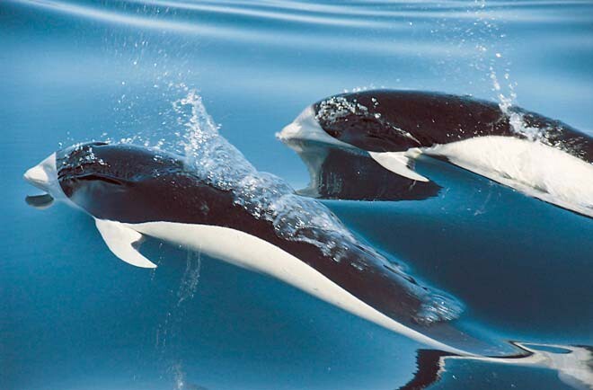 Южный китовидный дельфин