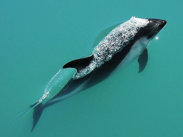 Южный белобокий дельфин
