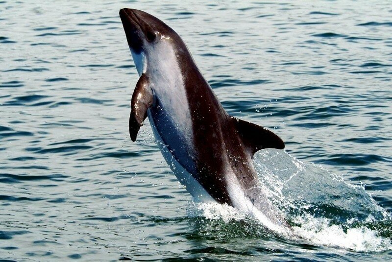  Белобрюхий дельфин