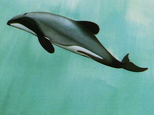  Дельфин Хэвисайда