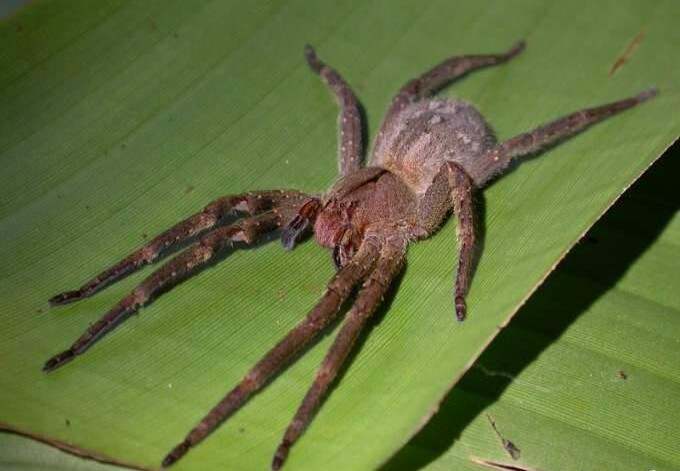  Бразильский странствующий паук