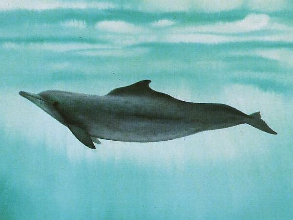 Западноафриканский дельфин