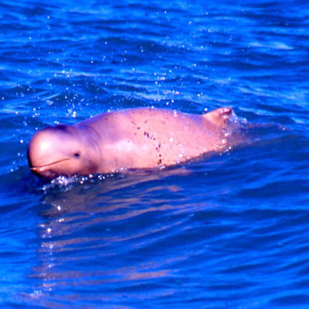 Австралийский курносый дельфин