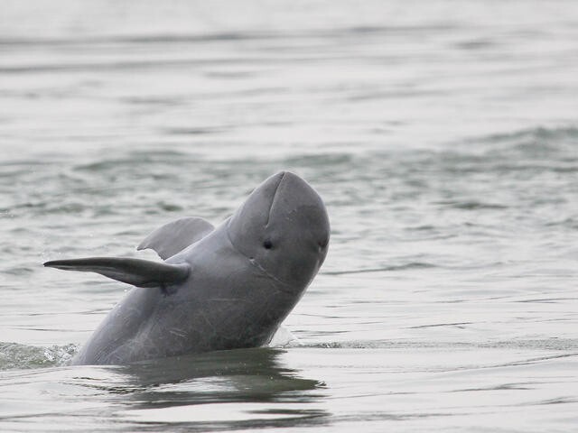  Иравадийский дельфин