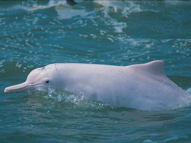 Китайский дельфин