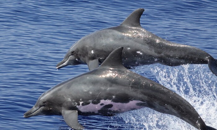 Крупнозубый дельфин