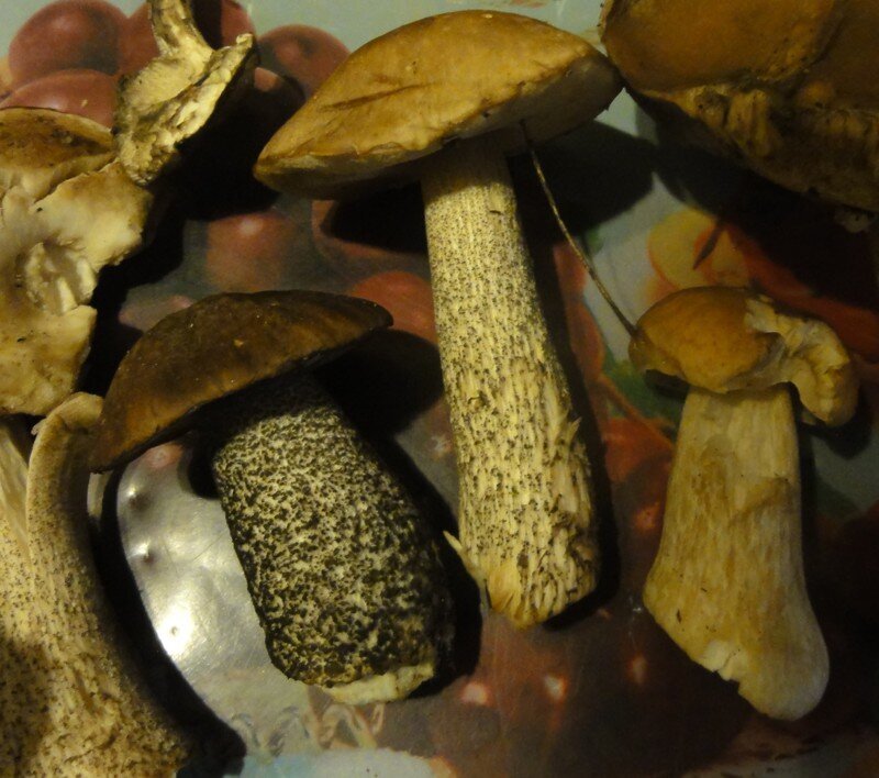 Первые грибы в Лосином острове "Грибы в июле"