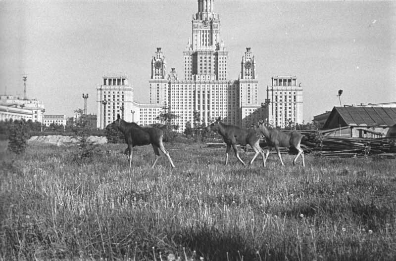 56. Лоси у МГУ. 1961 год