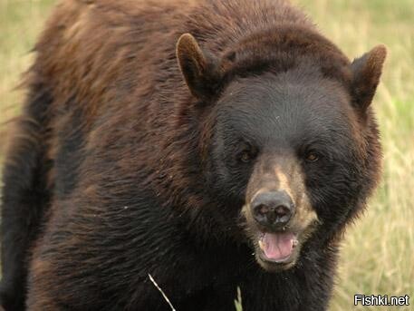 Медведь, которого содержат в клетке возле одного из кафе-шашлычных в Томске, ...