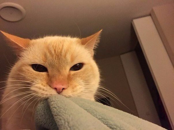 "Мой кот по утрам будит меня, стягивая с меня одеяло"
