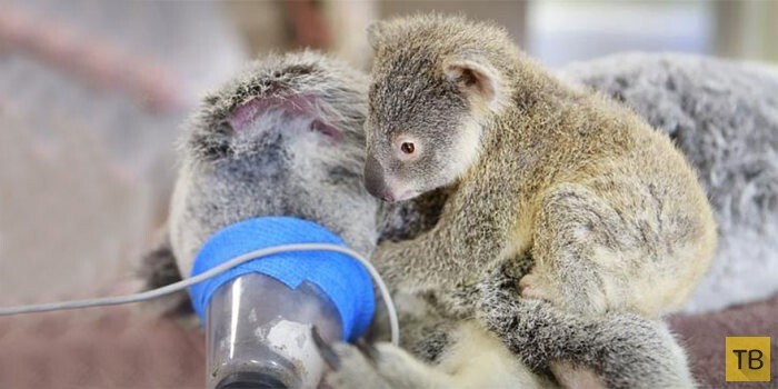Детеныши коал живут со своими мамами до года, поэтому ветеринары не стали их разлучать даже во время операции.
