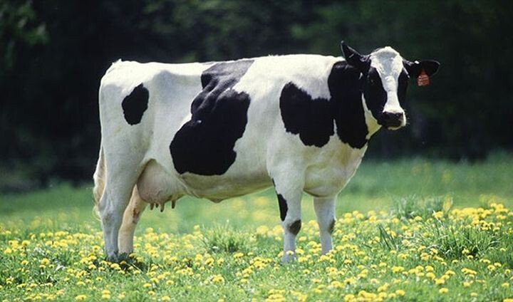 5. Самая обыкновенная корова в Европейском Союзе получает государственную субсидию в размере $2,20 в день.