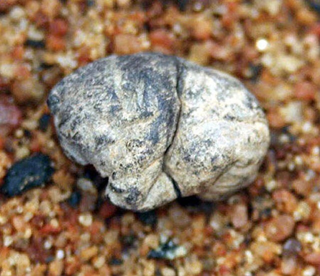 Древнейшая из известных жевательная резинка, которой предположительно 5000 лет. Она была найдена в Финляндии, жвачка изготовлена из берестяного дегтя, также на ней были обнаружены отпечатки зубов  