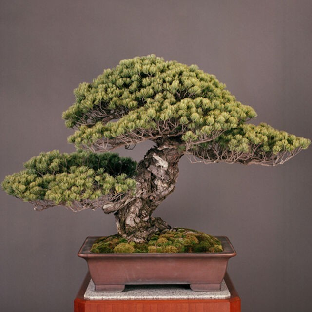 Древнейшее из известных дерево бонсай - под названием "Третий сегун" предположительно ему 550 лет  