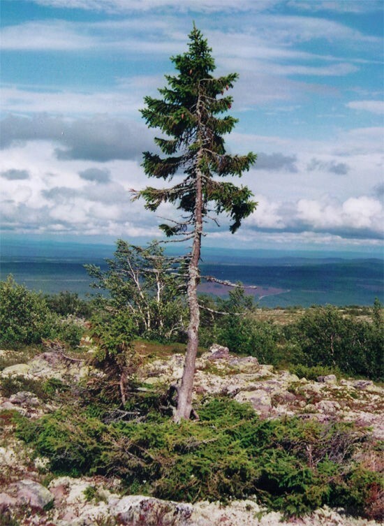 Древнейшее из известных дерево под названием "Old Tjikko" (Старый Тжикко), Швеция. Дерево проросло во время последнего ледникового периода, примерно 9550 лет назад