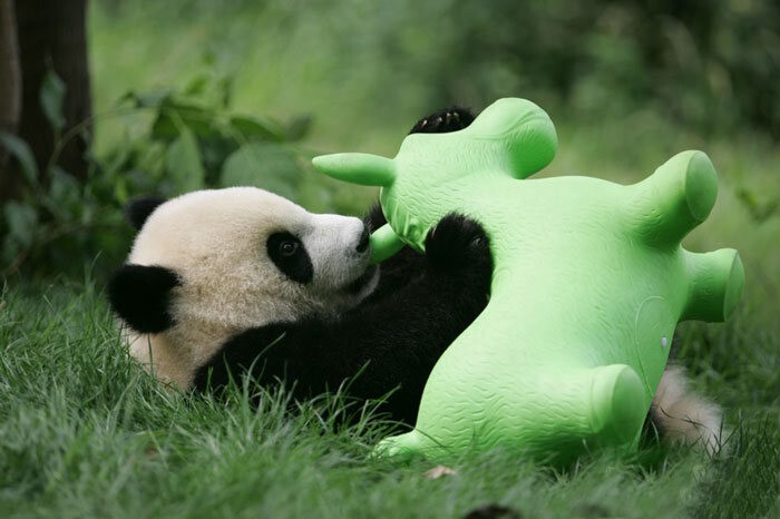 Китайский детсад для детенышей панд