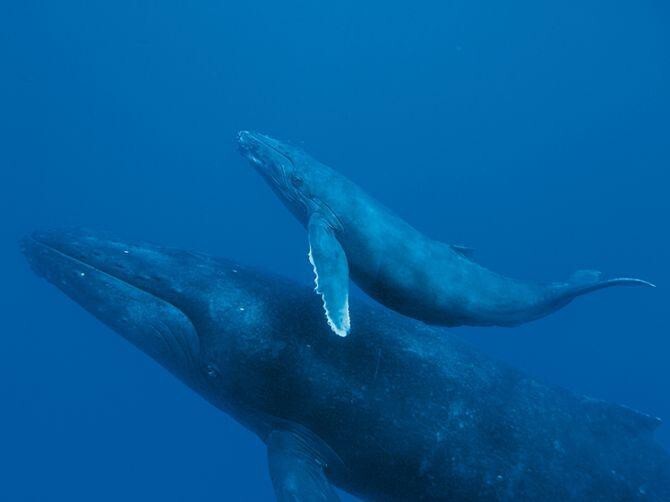 Интересные факты о китах 
