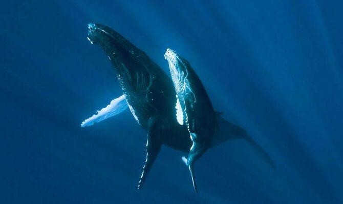Интересные факты о китах 