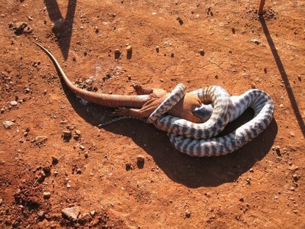 5. Змеи в Австралии способны есть других, более крупных рептилий 
