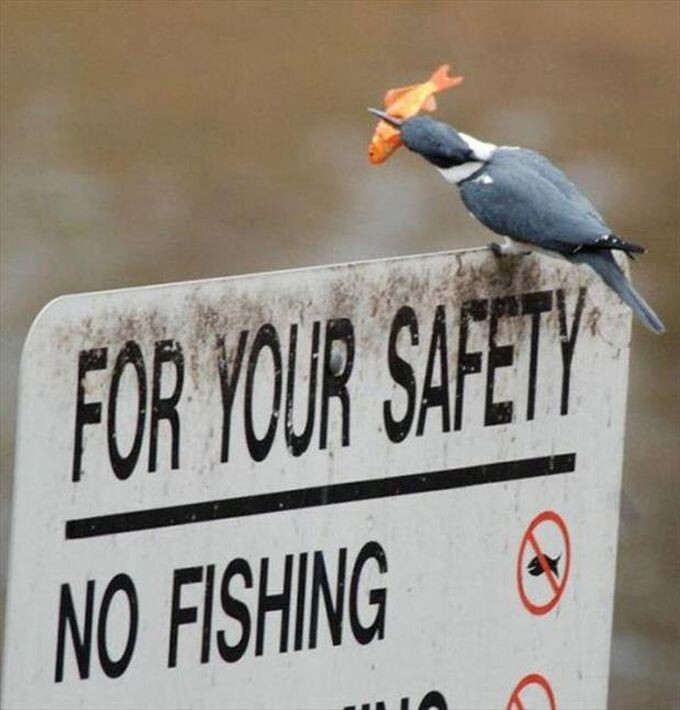 Не рыбачить...для вашей же безопасности!